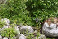 Polemonium caeruleum subsp. himalayanum